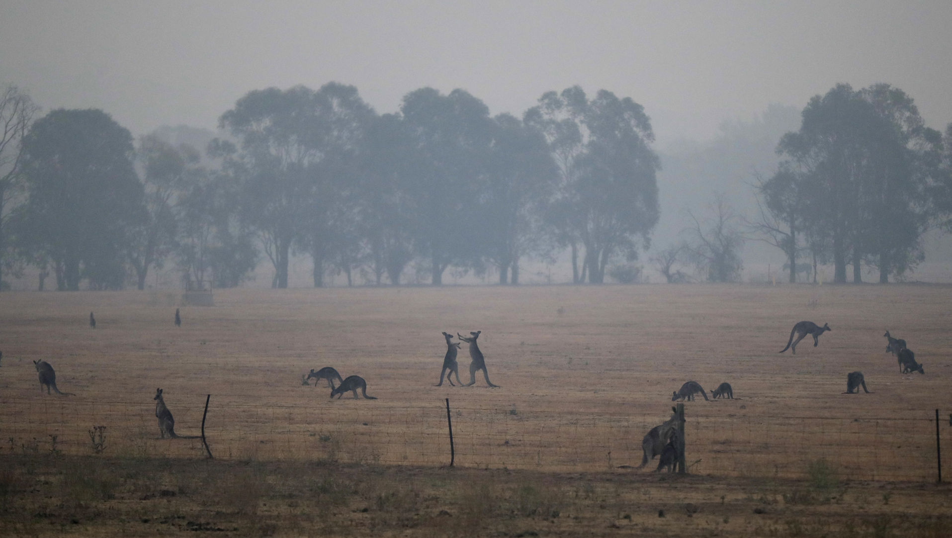 Kangaroos